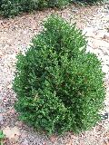 Green Mountain Boxwood